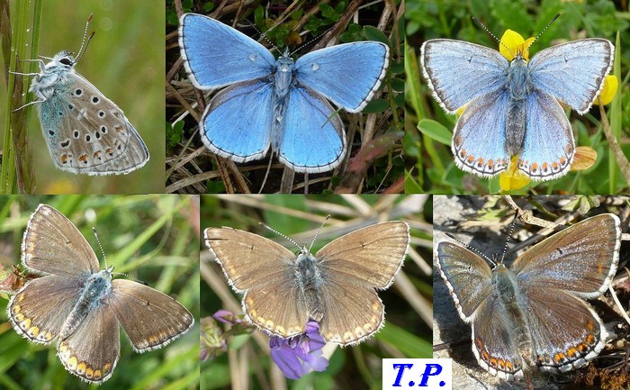 Lysandra bellargus - argus bleu celeste